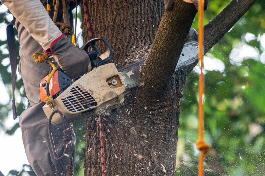 Tree Removal Murfreesboro 